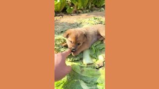 cute little puppy