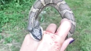 A Water Snake Takes a "Nice Bite" of a Girls.