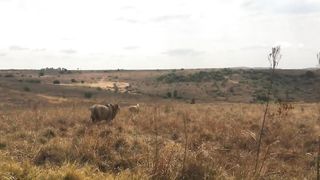 animal