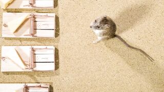 Rat video for kids with song