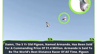 Armando: The World's Most Expensive Pigeon