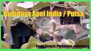 budidaya apel india atau putsa