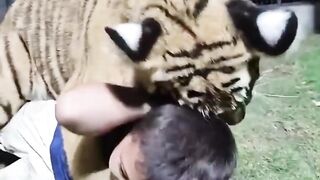Tiger vs baby ????????#short #shorts #viralvideo