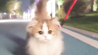 Cat ???????????? 2