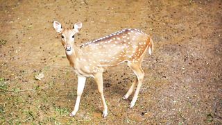 animal