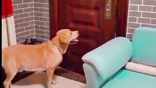 Dog ???? trenning shorts ????????????????#short #shorts #shortsviral #shortsfeed