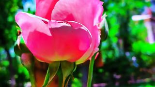 "Nature's Paintbrush
