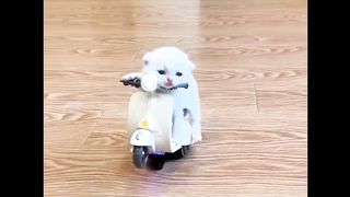 Free style cute kitten ???????????? ( anak kucing lucu )