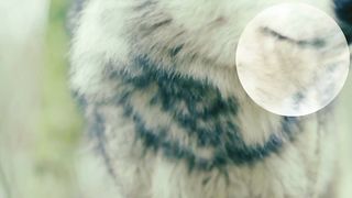 animal