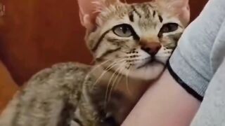 Meow❤️❤️