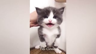 Funniest Animals ???? Hilarious Cats and Dogs 2023 ????????