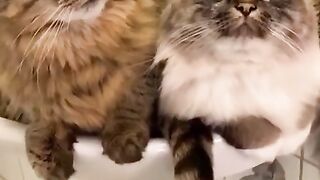 Kucing Lucu dan Imut