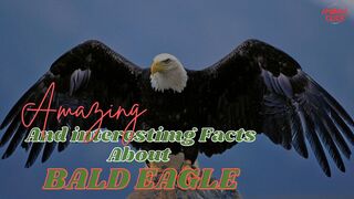 Amazing And Interesting Facts About BALD EAGLE