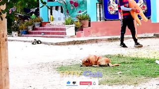 Best prank collection