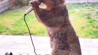 Funny animals haha || this hilarious