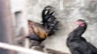 Chicken 10