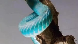BUSH VIPER| BEAUTIFUL BUT DEADLY