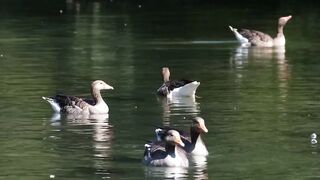 This is New bivtifull birds and good ????