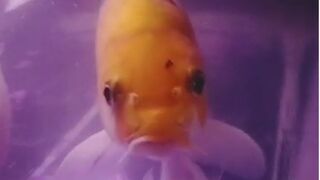 #KOI FISH by ntas76