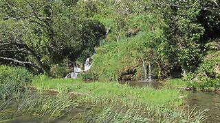 wildlife forest 4k video amazing scenery