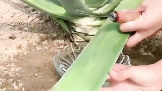 Fresh Aloevera