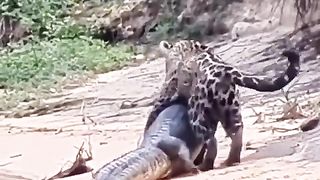 lion# carrying #crocodile