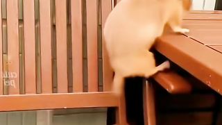 kumpulan video lucu hewan
