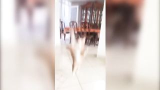 Animals going goblin mode