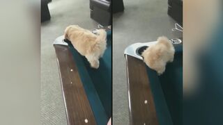 Animals being weird
