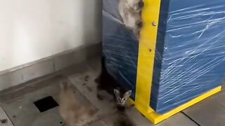 Kelakuan Juragan kecil ????????