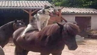 Animals going goblin mode 2