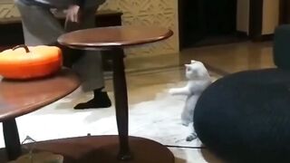 Cute Cat ???? 2