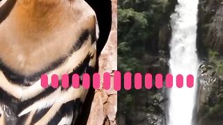 This is a amazing animal and bivtifull clacher