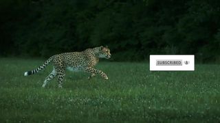 Fastest Running Animal - Cheetah! HD | FIVE FACTS