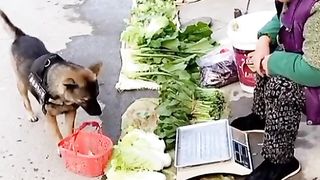 Dog going shopping ????????????????#shorts #short #shortfeed