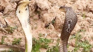 Look brother #snake two snakes are #fighting #with each other see their fight