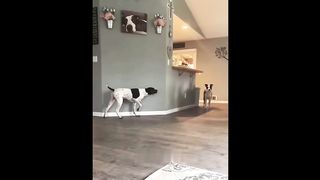 Something big happened. Dogs have become smart. Come and see the amazing things dogs can do