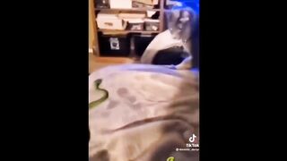 Complications of dog and cat animal funny video 2023 2