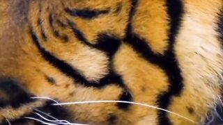 5 Facts About Tiger