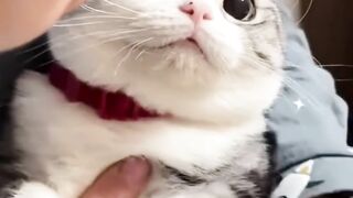 cute little cat