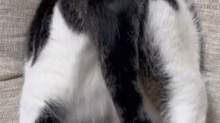 Is a cat and its tail two different creatures?