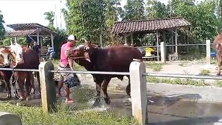 Sapi Lucu