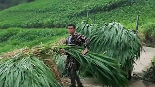 Rumput hijau pakan ternak