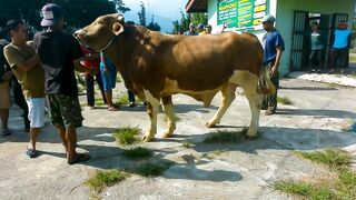 Sapi lucu jumbo