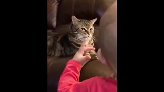 Have you seen the expression of a cat despising humans? Come and see the magical expression of the cat