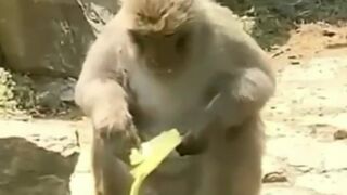 Cute and funny animals video