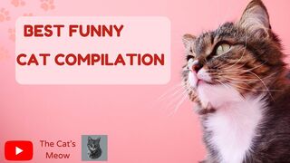 Best Funny Cats Compilation