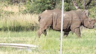 Facts about Rhino