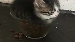 Cat in a cup