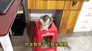 little milk cat: you're sending beggars